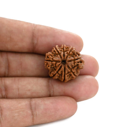 8 Mukhi Rudraksha (Nepal) 22.1 M.M.