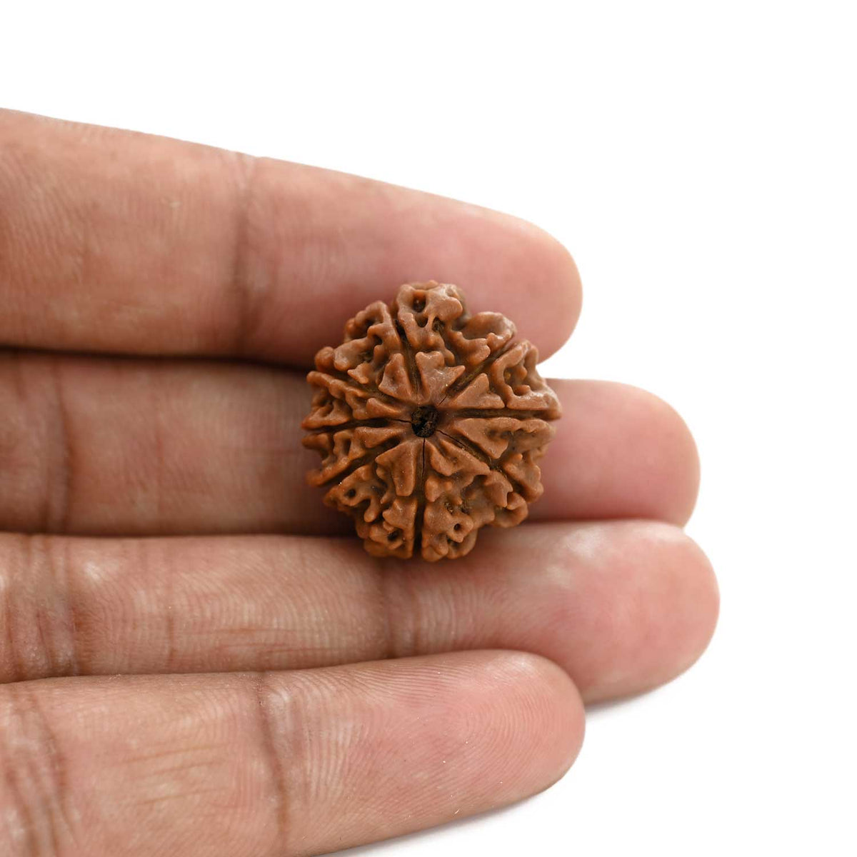 8 Mukhi Rudraksha (Nepal) 22.1 M.M.