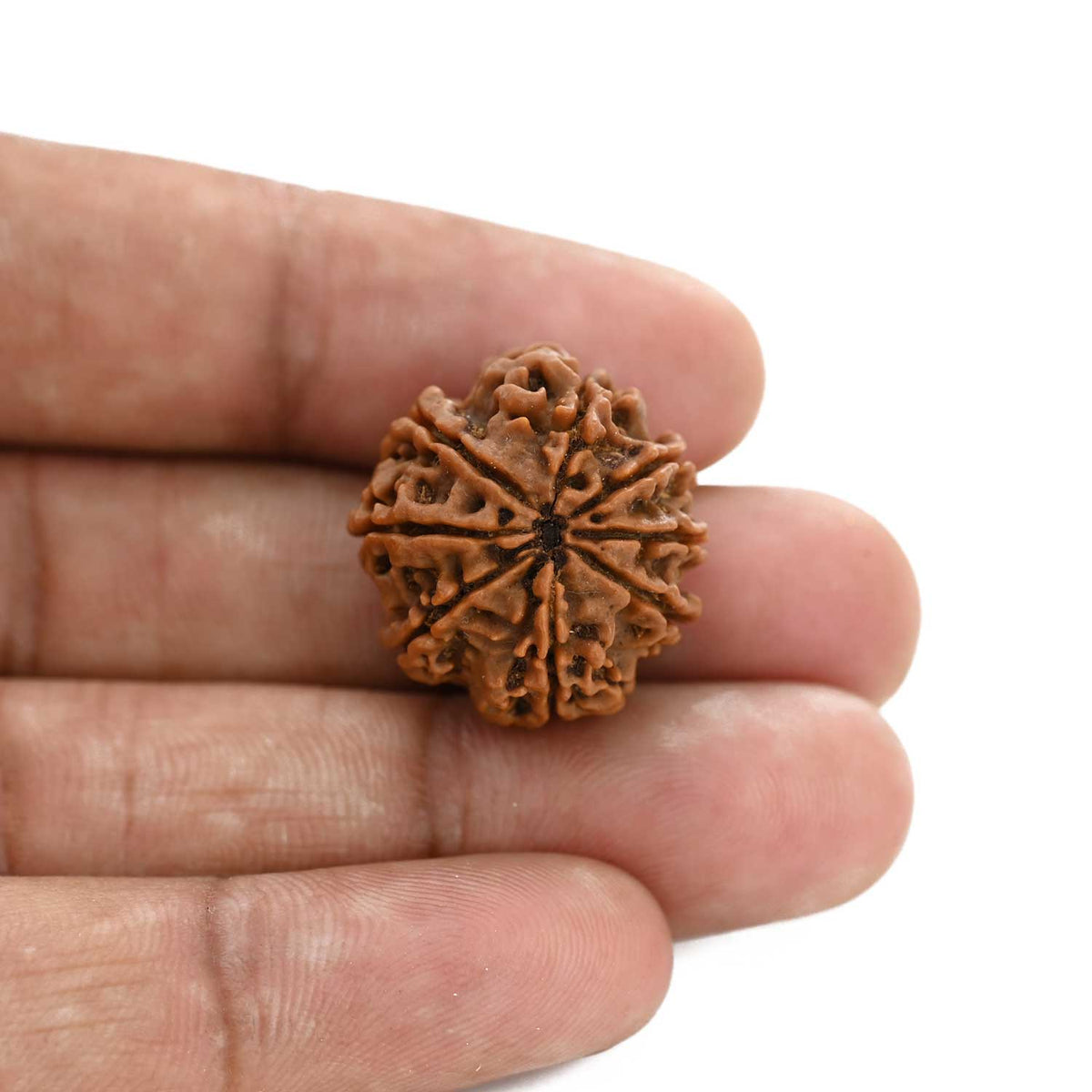 8 Mukhi Rudraksha (Nepal) 22.1 M.M.