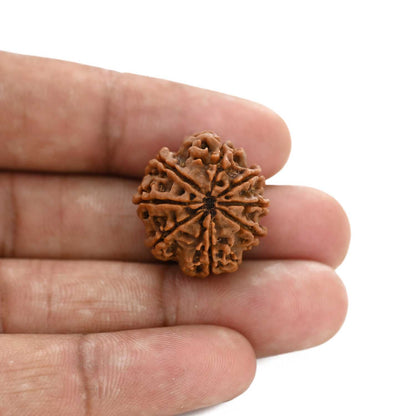 8 Mukhi Rudraksha (Nepal) 22.1 M.M.
