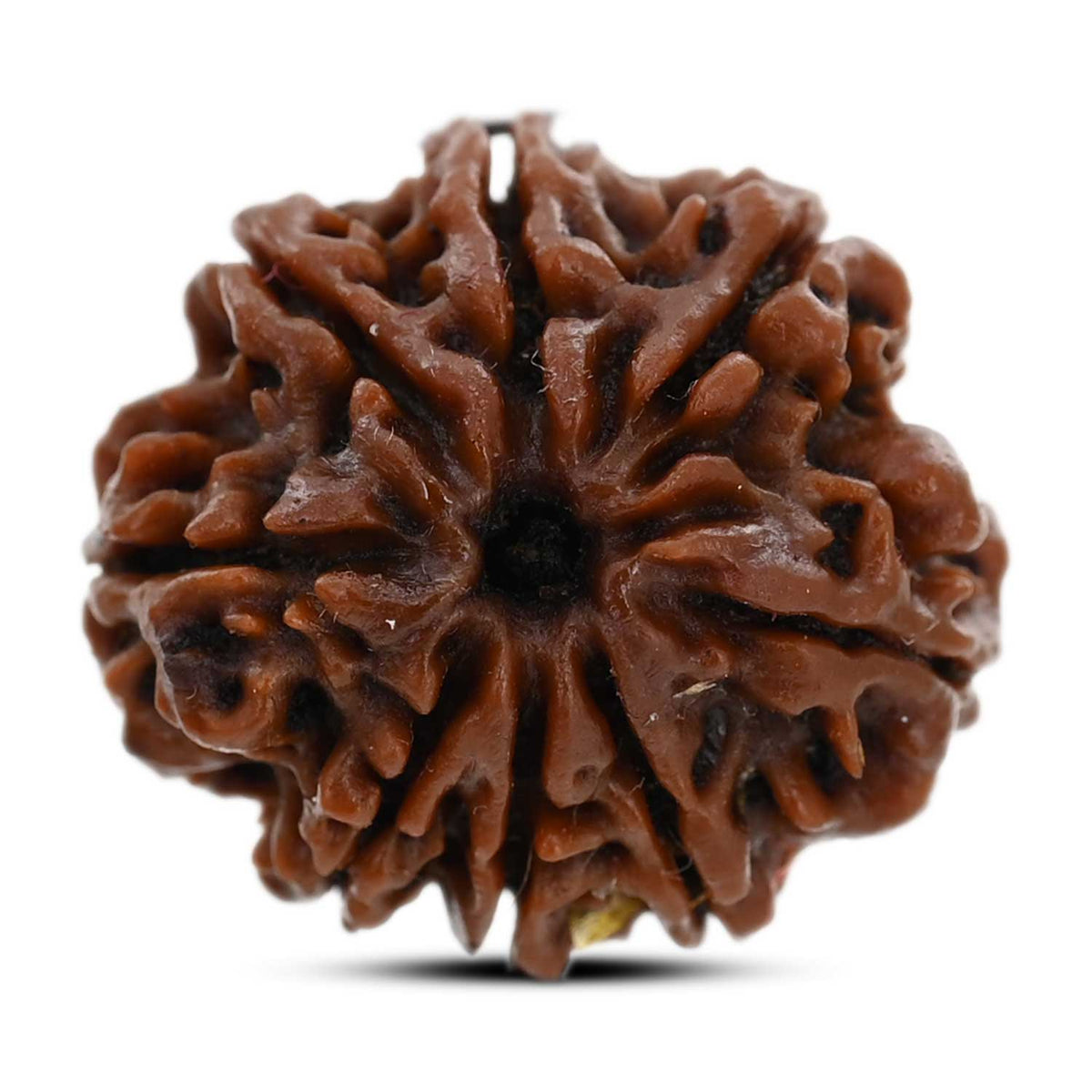 8 Mukhi Rudraksha (Nepal) 21.17 M.M.