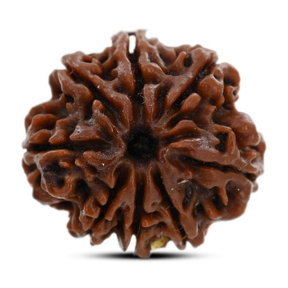 8 Mukhi Rudraksha (Nepal) 21.17 M.M.