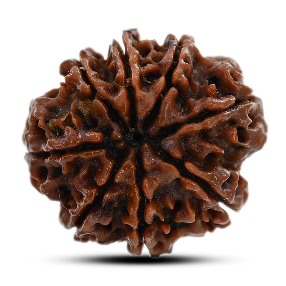8 Mukhi Rudraksha (Nepal) 21.17 M.M.