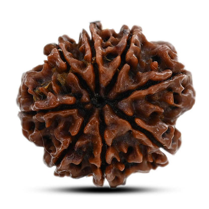 8 Mukhi Rudraksha (Nepal) 21.17 M.M.