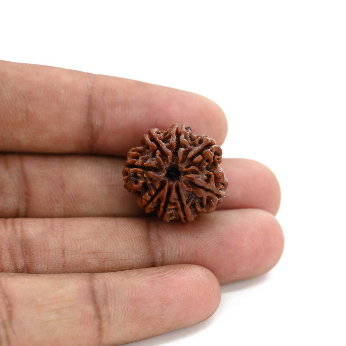 8 Mukhi Rudraksha (Nepal) 21.17 M.M.