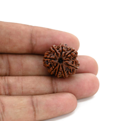 8 Mukhi Rudraksha (Nepal) 21.17 M.M.