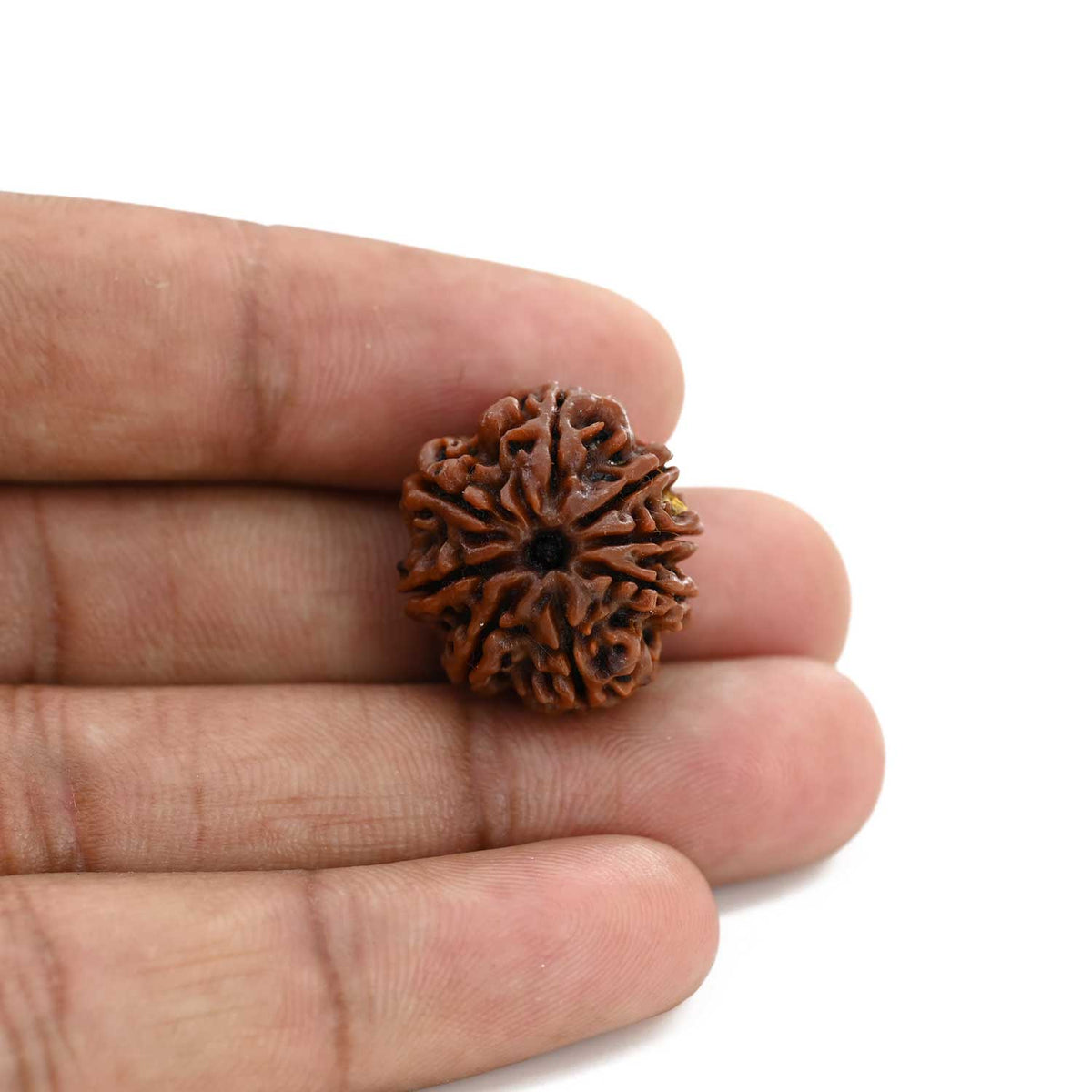 8 Mukhi Rudraksha (Nepal) 21.17 M.M.