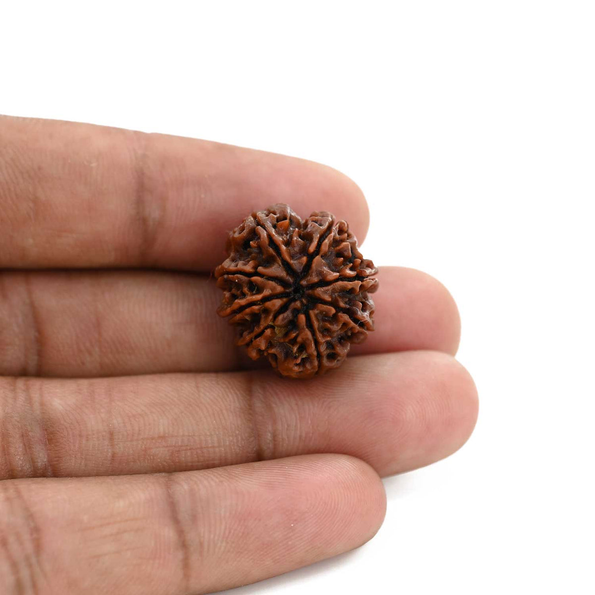 8 Mukhi Rudraksha (Nepal) 21.17 M.M.