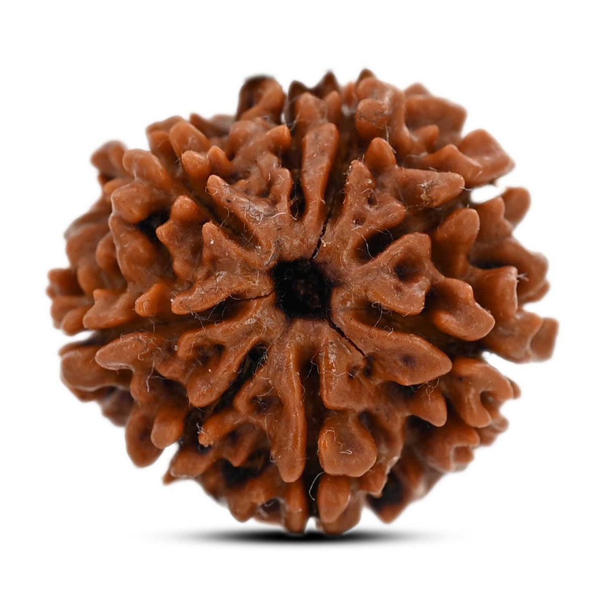 8 Mukhi Rudraksha (Nepal) 21.2 M.M.