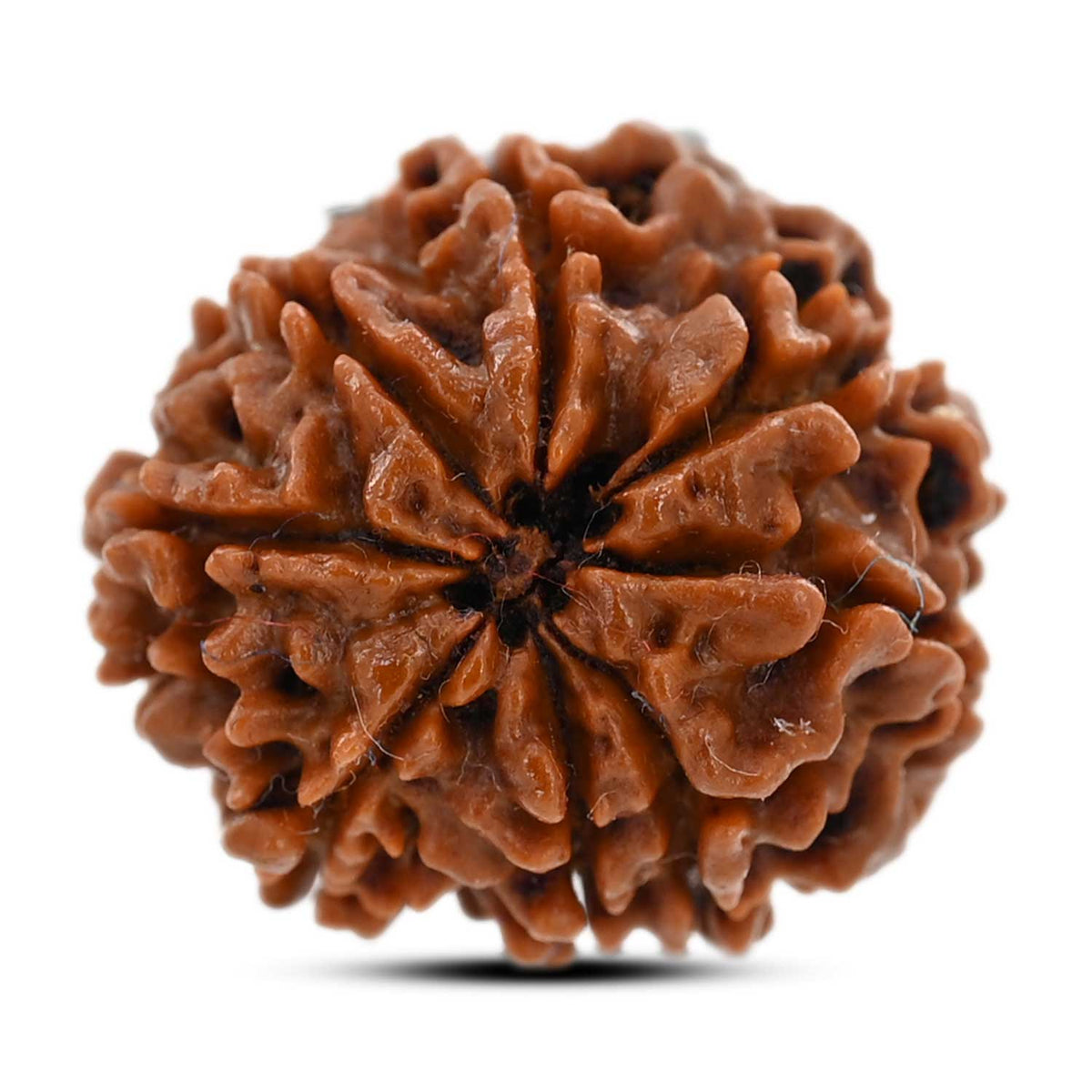 8 Mukhi Rudraksha (Nepal) 21.2 M.M.