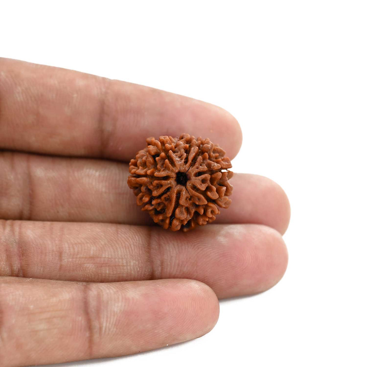 8 Mukhi Rudraksha (Nepal) 21.2 M.M.