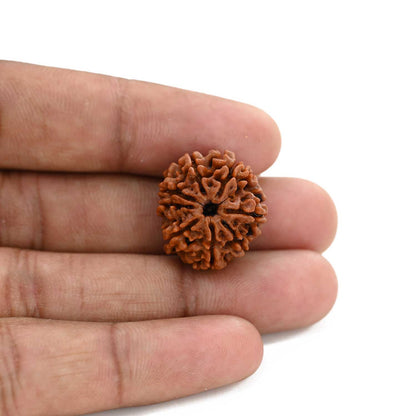8 Mukhi Rudraksha (Nepal) 21.2 M.M.