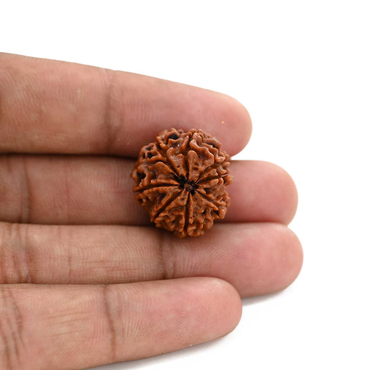 8 Mukhi Rudraksha (Nepal) 21.2 M.M.