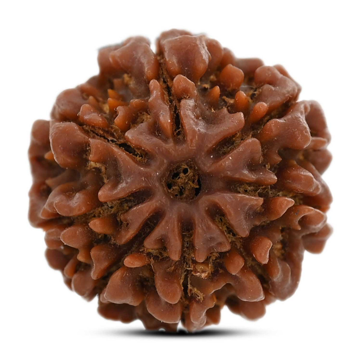 8 Mukhi Rudraksha (Nepal) 21.6 M.M.