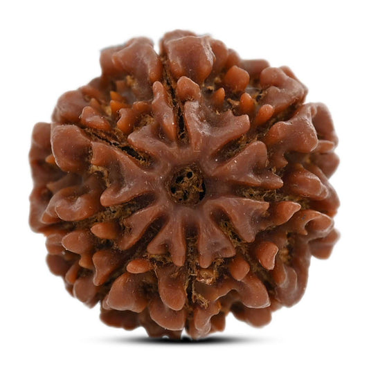 8 Mukhi Rudraksha (Nepal) 21.6 M.M.