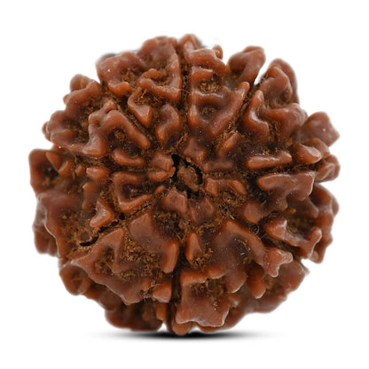 8 Mukhi Rudraksha (Nepal) 21.6 M.M.
