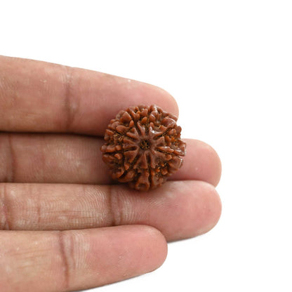 8 Mukhi Rudraksha (Nepal) 21.6 M.M.