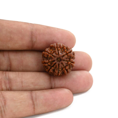 8 Mukhi Rudraksha (Nepal) 21.6 M.M.