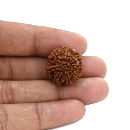 8 Mukhi Rudraksha (Nepal) 21.6 M.M.