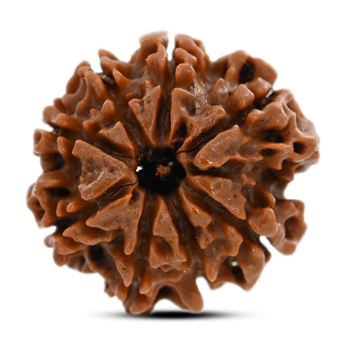 8 Mukhi Rudraksha (Nepal) 22 M.M.