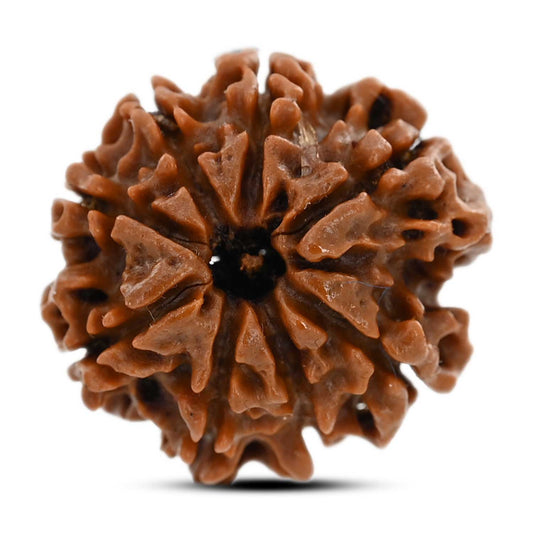 8 Mukhi Rudraksha (Nepal) 22 M.M.