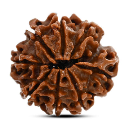 8 Mukhi Rudraksha (Nepal) 22 M.M.