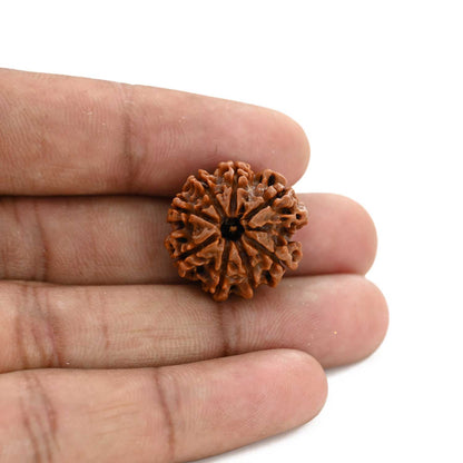 8 Mukhi Rudraksha (Nepal) 22 M.M.