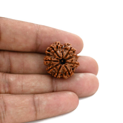 8 Mukhi Rudraksha (Nepal) 22 M.M.