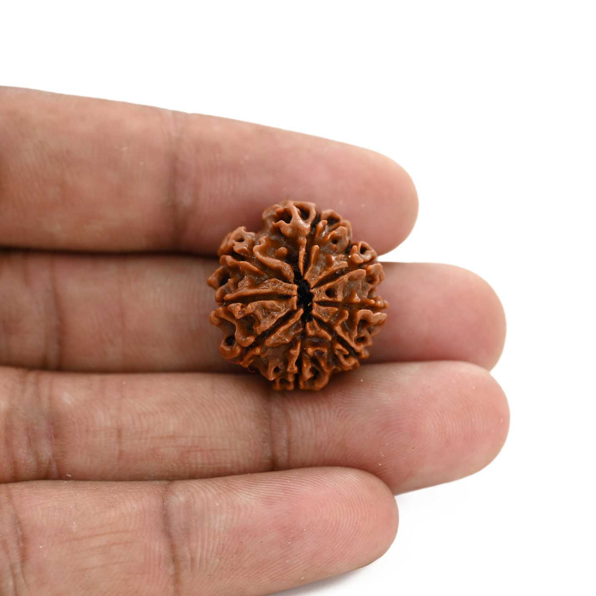 8 Mukhi Rudraksha (Nepal) 22 M.M.