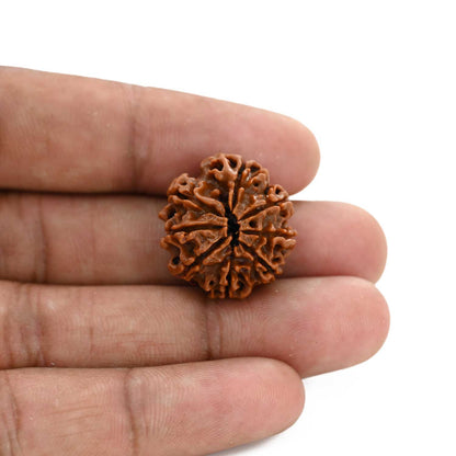 8 Mukhi Rudraksha (Nepal) 22 M.M.