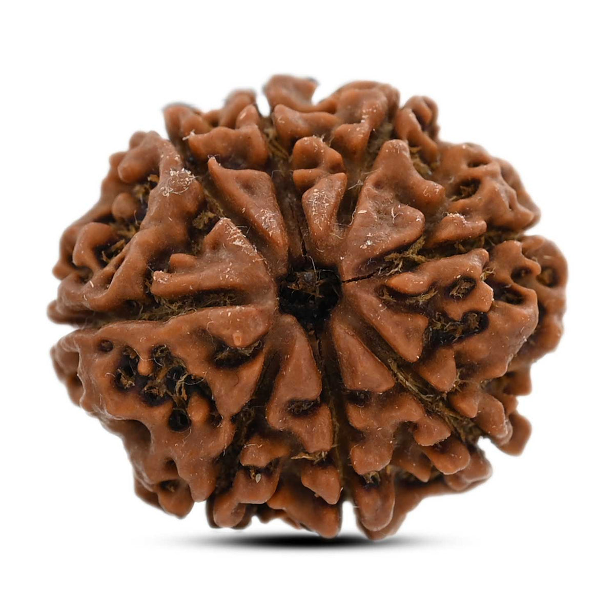 8 Mukhi Rudraksha (Nepal) 22.99 M.M.