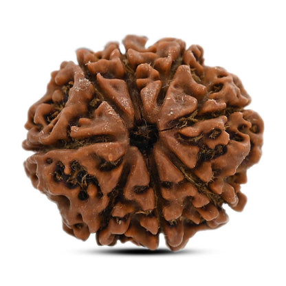 8 Mukhi Rudraksha (Nepal) 22.99 M.M.