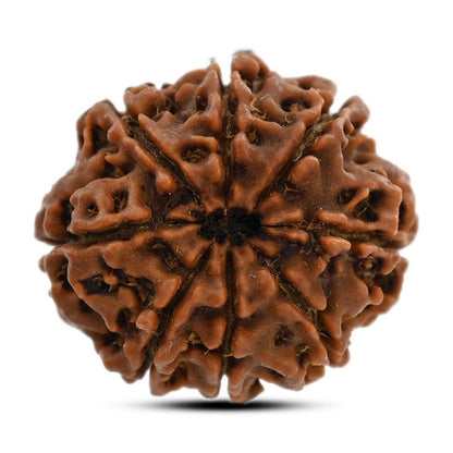 8 Mukhi Rudraksha (Nepal) 22.99 M.M.