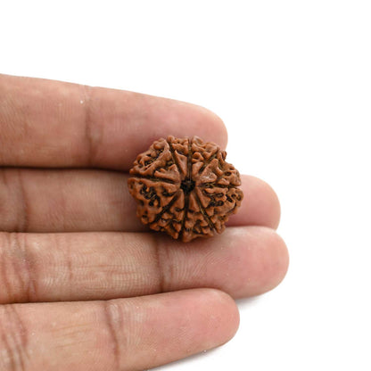 8 Mukhi Rudraksha (Nepal) 22.99 M.M.