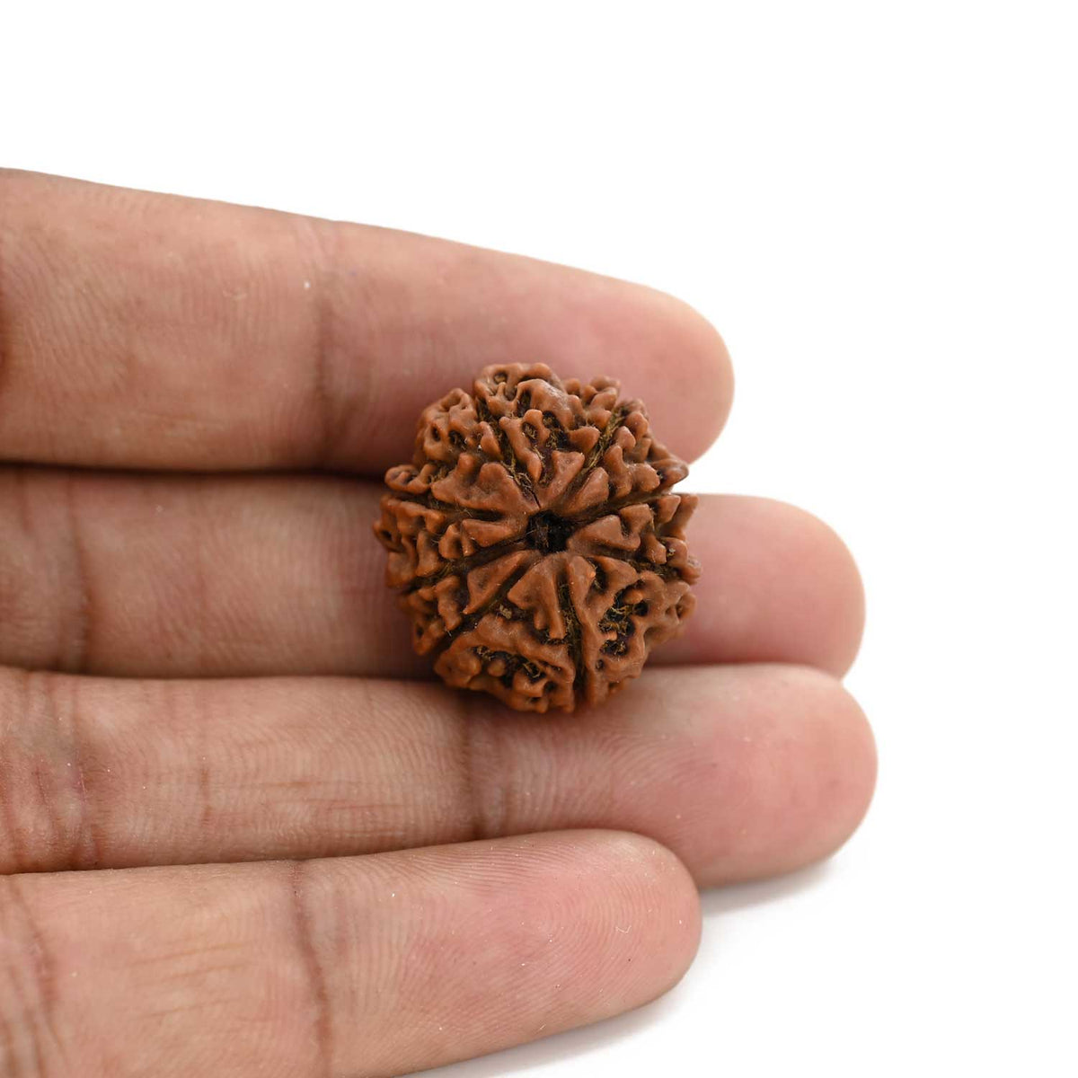 8 Mukhi Rudraksha (Nepal) 22.99 M.M.
