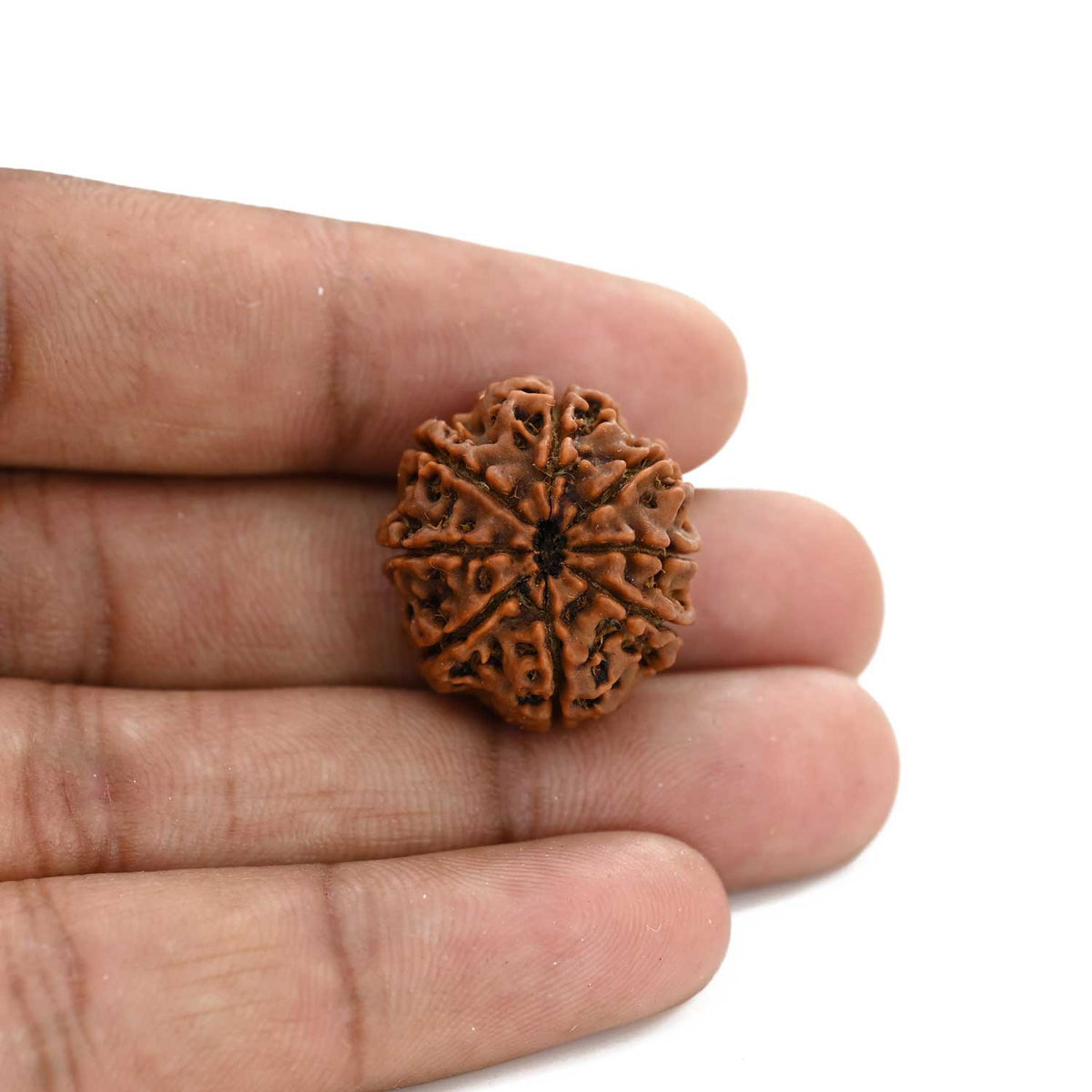 8 Mukhi Rudraksha (Nepal) 22.99 M.M.