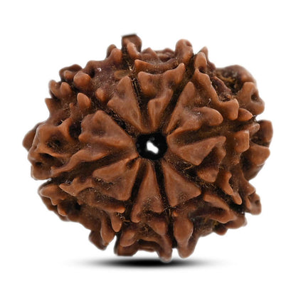 8 Mukhi Rudraksha (Nepal) 21.9 M.M.