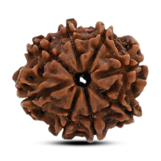 8 Mukhi Rudraksha (Nepal) 21.9 M.M.