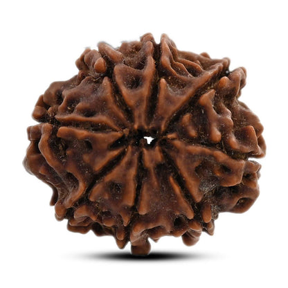 8 Mukhi Rudraksha (Nepal) 21.9 M.M.