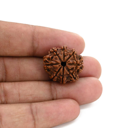 8 Mukhi Rudraksha (Nepal) 21.9 M.M.