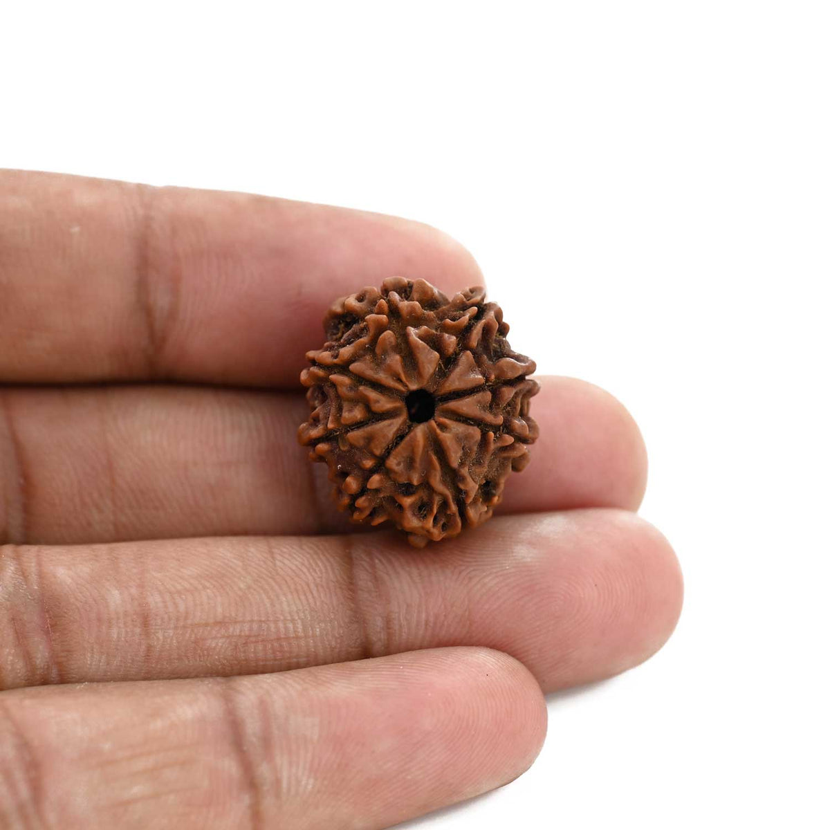 8 Mukhi Rudraksha (Nepal) 21.9 M.M.