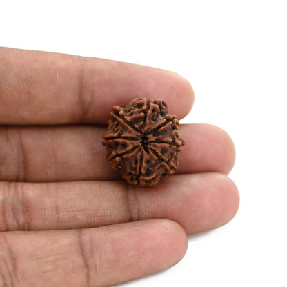8 Mukhi Rudraksha (Nepal) 21.9 M.M.