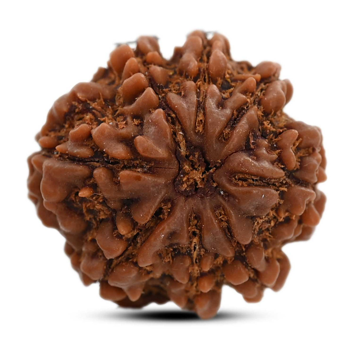 8 Mukhi Rudraksha (Nepal) 22.28 M.M.