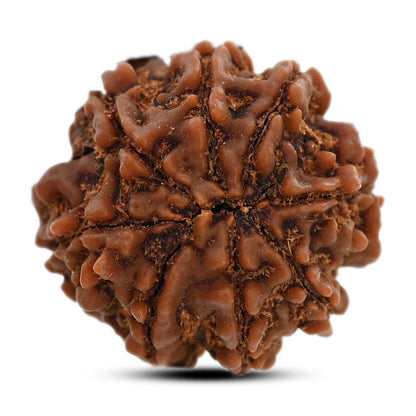 8 Mukhi Rudraksha (Nepal) 22.28 M.M.