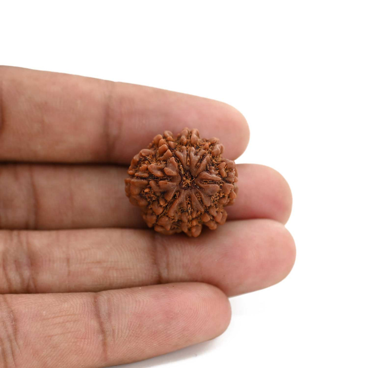 8 Mukhi Rudraksha (Nepal) 22.28 M.M.