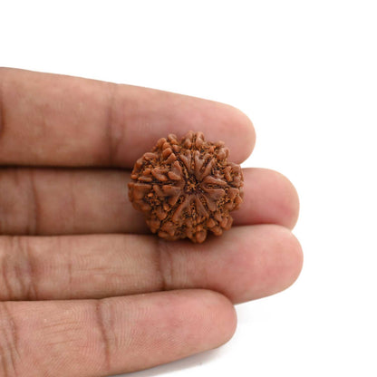 8 Mukhi Rudraksha (Nepal) 22.28 M.M.