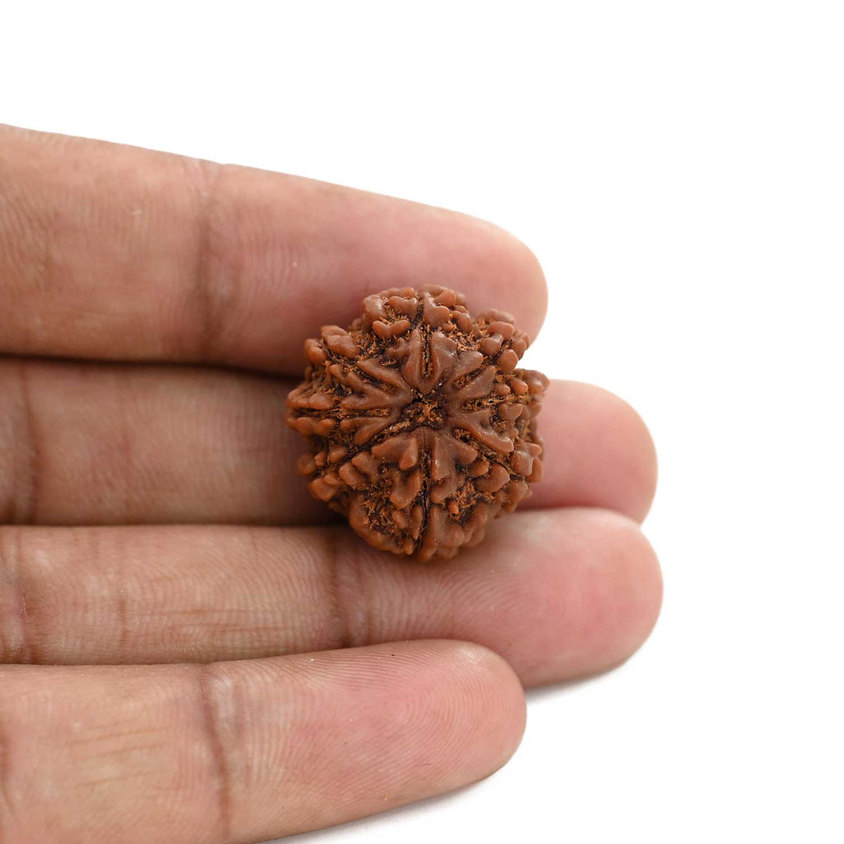 8 Mukhi Rudraksha (Nepal) 22.28 M.M.