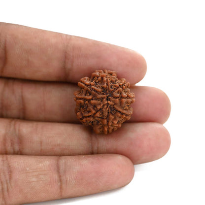 8 Mukhi Rudraksha (Nepal) 22.28 M.M.