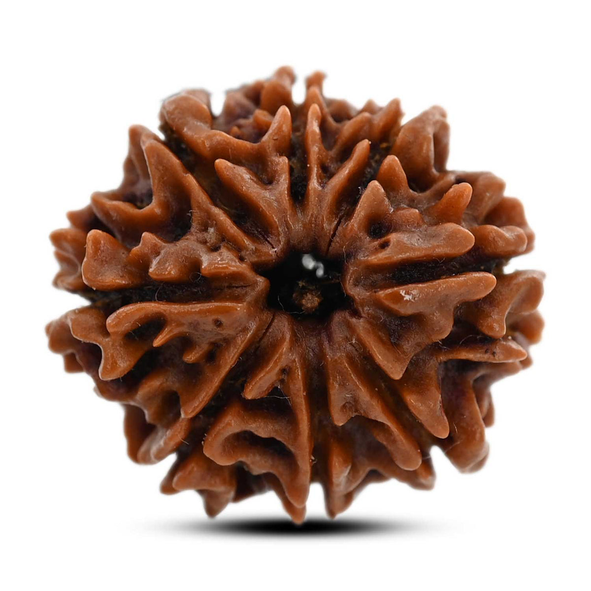 8 Mukhi Rudraksha (Nepal) 22.05 M.M.