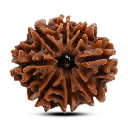 8 Mukhi Rudraksha (Nepal) 22.05 M.M.